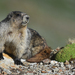 Marmota caligata - Photo ללא זכויות יוצרים, הועלה על ידי Braden J. Judson