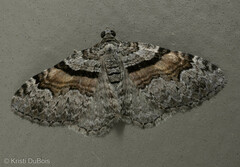 Xanthorhoe packardata