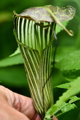 Arisaema propinquum