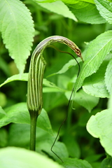Arisaema propinquum