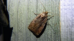 Eueretagrotis attentus