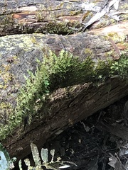 Racopilum cuspidigerum