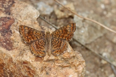 Calephelis arizonensis
