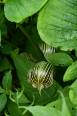 Arisaema propinquum
