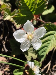 Rubus lasiococcus