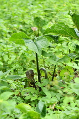 Arisaema propinquum