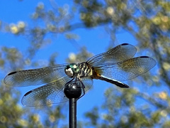 Pachydiplax longipennis