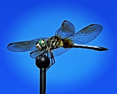 Pachydiplax longipennis