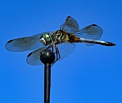 Pachydiplax longipennis