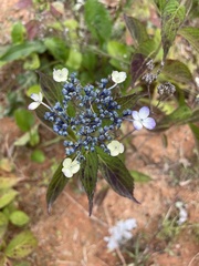 Hydrangea serrata