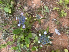 Hydrangea serrata