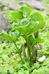 Arisaema propinquum
