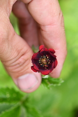 Potentilla atrosanguinea