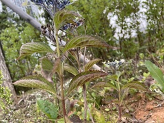 Hydrangea serrata