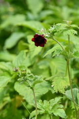 Potentilla atrosanguinea