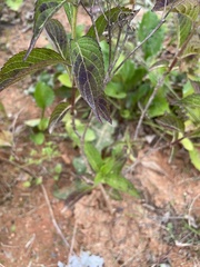 Hydrangea serrata