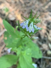 Lobelia inflata