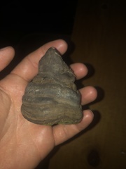 Laricifomes