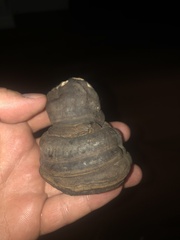 Laricifomes