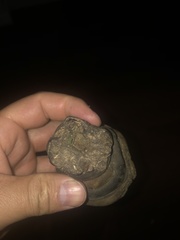 Laricifomes