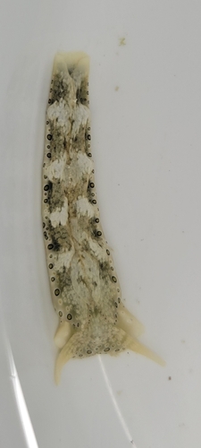 Photo of Ocellated plakobranchus (Plakobranchus ocellatus)