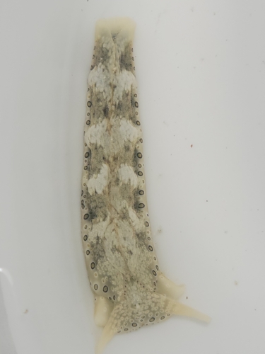 Photo of Ocellated plakobranchus (Plakobranchus ocellatus)