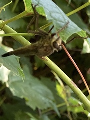 Proctacanthus milbertii