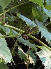 Proctacanthus milbertii