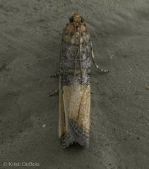 Dasypyga alternosquamella