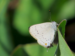 Satyrium sylvinus