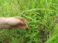 Hydrolea quadrivalvis