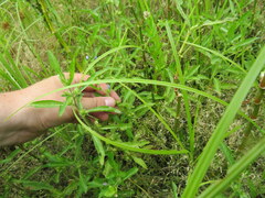 Hydrolea quadrivalvis