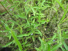 Hydrolea quadrivalvis