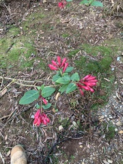 Cestrum elegans