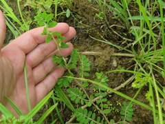 Euphorbia humistrata