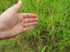Leptochloa panicoides