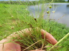 Fimbristylis vahlii