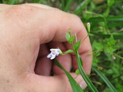 Lindernia dubia anagallidea