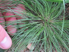 Fimbristylis vahlii