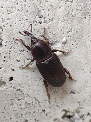 Orthognathus subparallelus