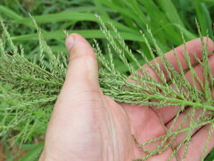 Leptochloa panicoides