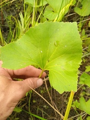 Petasites radiatus