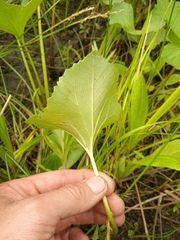Petasites radiatus