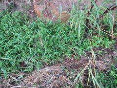 Commelina erecta erecta