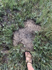 Thomomys bottae latus