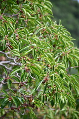 Arbutus andrachne
