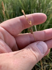 Carex holmgreniorum