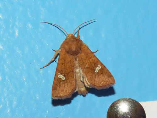 Eastern American Ear Moths photo 3