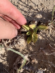 Primula pauciflora shoshonensis
