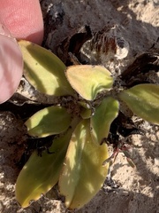 Primula pauciflora shoshonensis